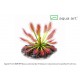 Drosera stolonifera subsp. rupicola (Saulašarė)  IŠPARDUOTA